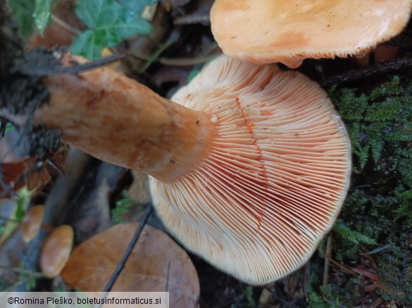 Lactarius salmonicolor