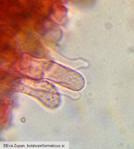 Coniophora arida