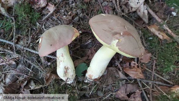 Butyriboletus roseogriseus