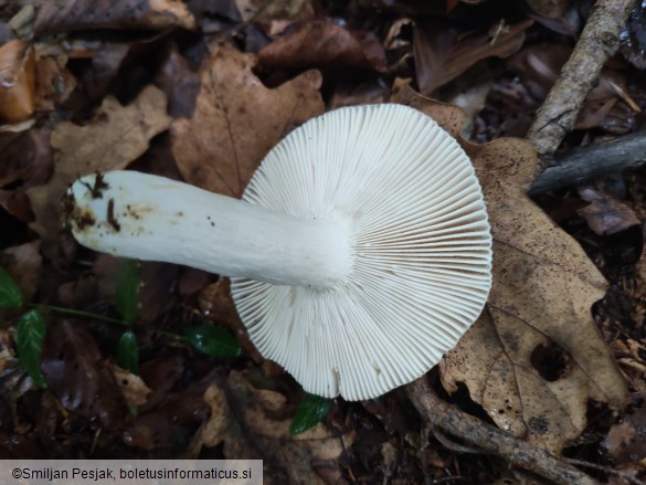Russula vesca