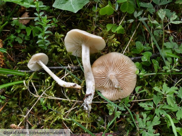 Clitocybe fragrans