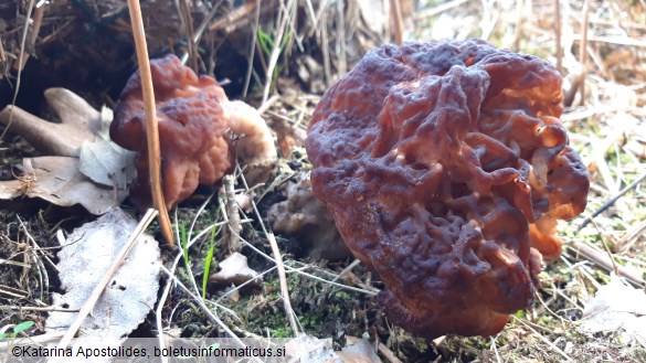 Gyromitra esculenta