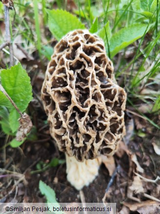 Morchella vulgaris