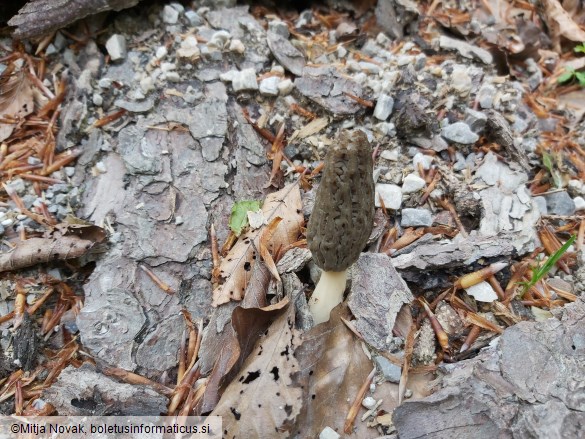 Morchella elata