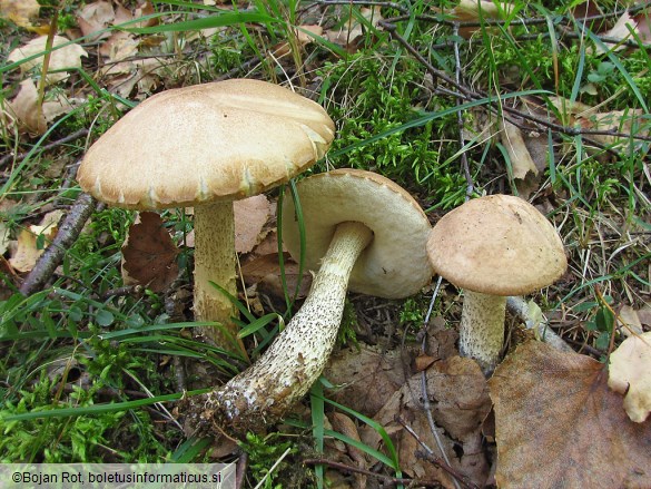 Leccinum scabrum