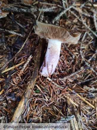 Cortinarius collinitus