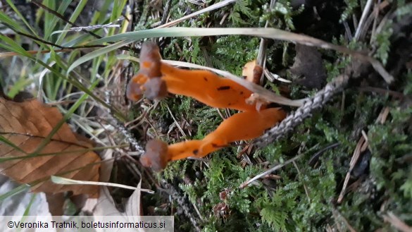 Craterellus lutescens