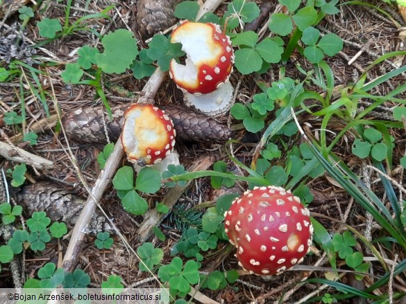 Amanita muscaria