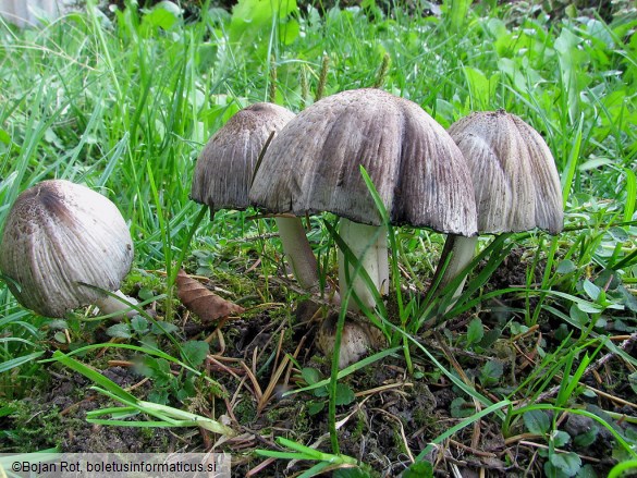 Coprinus romagnesianus