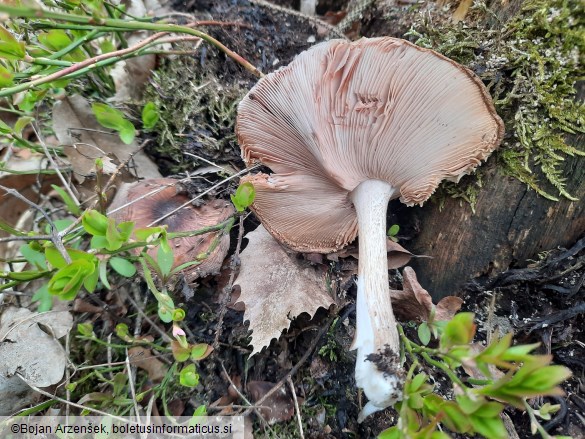 Pluteus cervinus