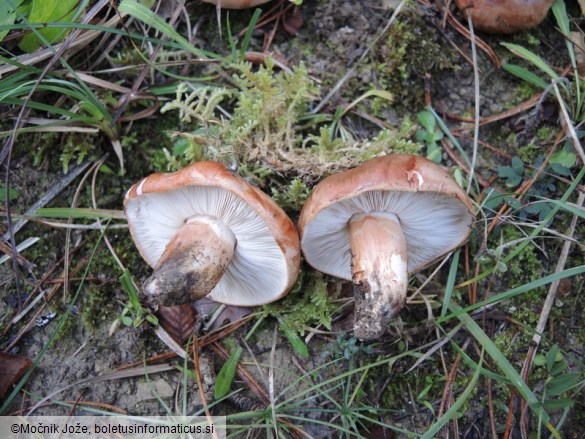 Tricholoma batschii