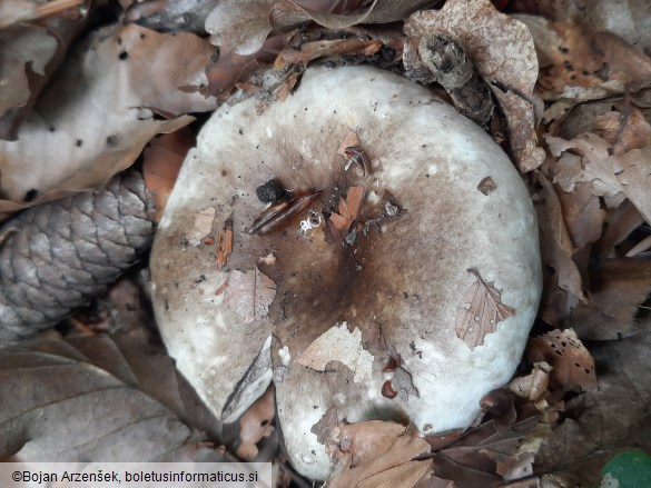 Russula adusta