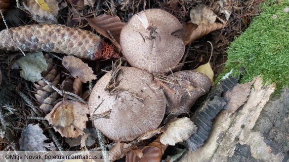 Agaricus sylvaticus