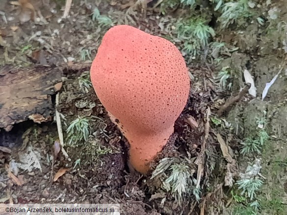 Fistulina hepatica