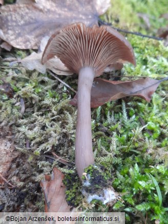 Pseudoclitocybe cyathiformis