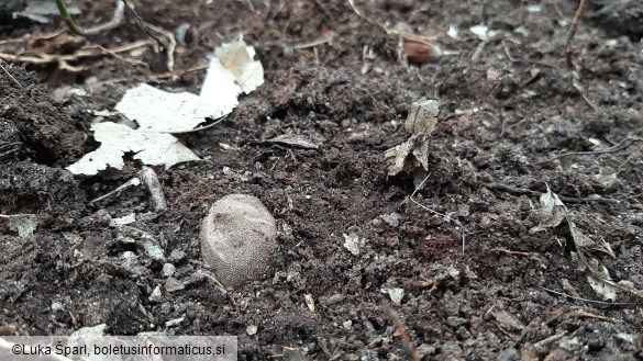 Elaphomyces granulatus