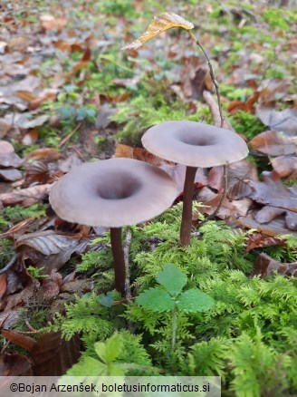 Pseudoclitocybe cyathiformis