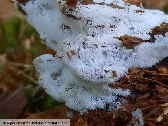 Ceratiomyxa fruticulosa