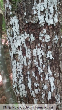 Dendrothele acerina