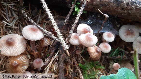 Mycena haematopus