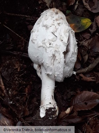 Coprinus comatus