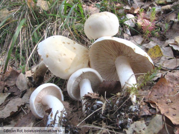 Tricholoma album