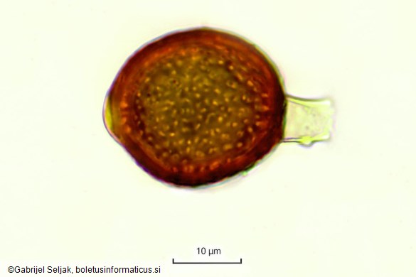 Uromyces tuberculatus