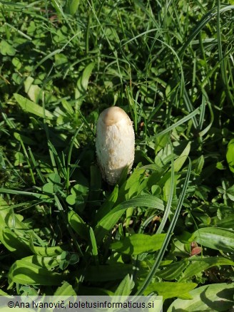 Coprinus comatus