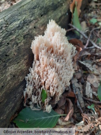 Artomyces pyxidatus