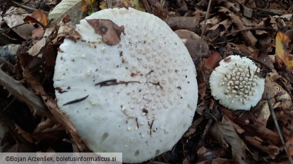 Amanita echinocephala