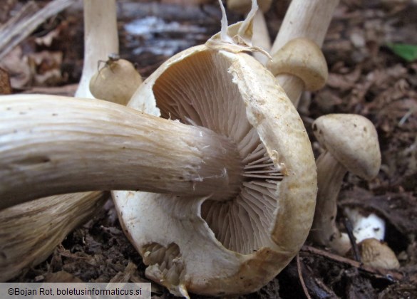 Agrocybe praecox