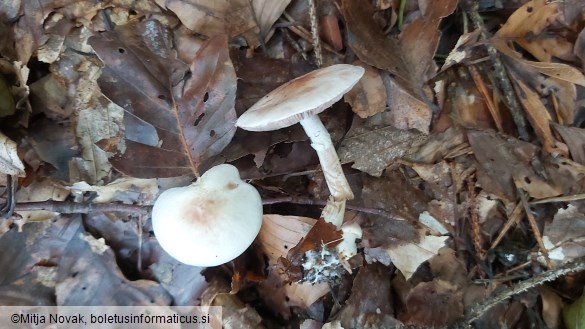 Agaricus dulcidulus