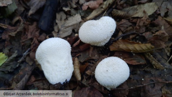 Lycoperdon excipuliforme