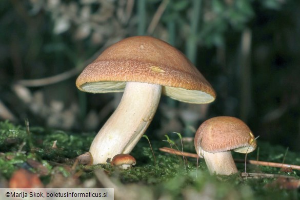 Tricholomopsis ornata