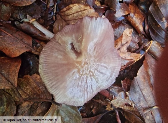 Mycena pelianthina