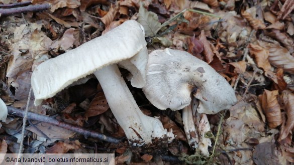 Tricholoma orirubens