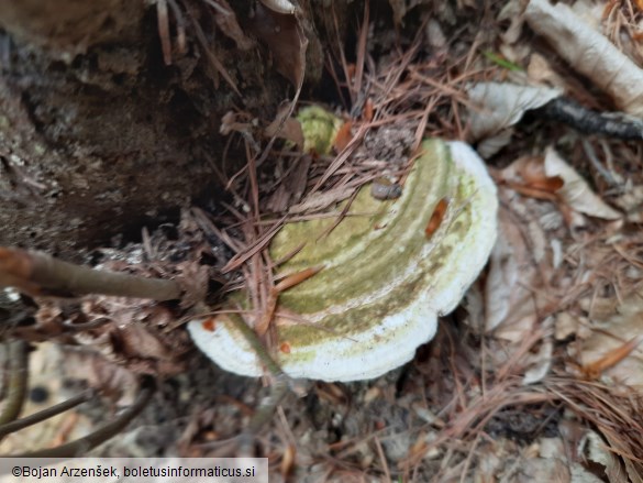 Trametes gibbosa