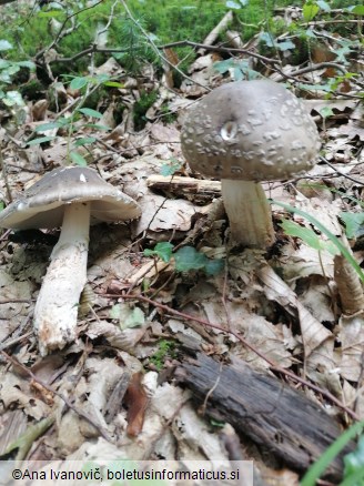 Russula luteotacta
