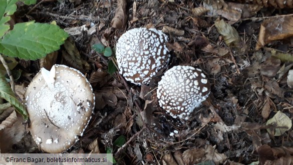 Amanita pantherina