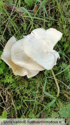 Clitocybe fasciculata