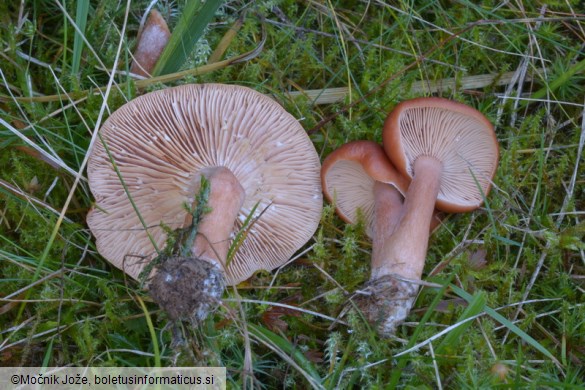 Lactarius badiosanguineus