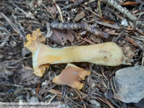 Cantharellus amethysteus