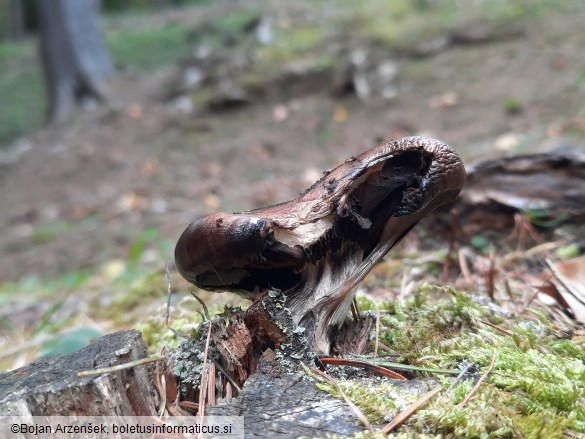 Gomphidius glutinosus