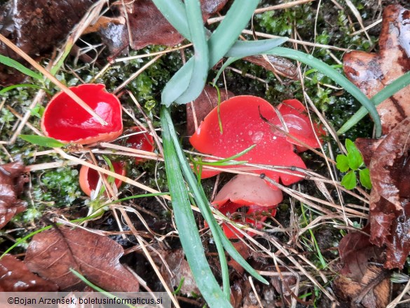 Sarcoscypha austriaca