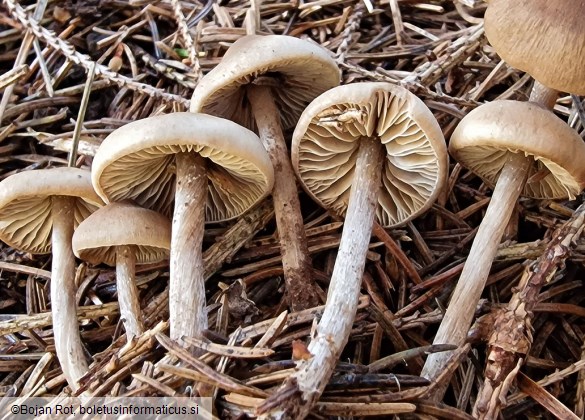 Lyophyllum fibrosipes