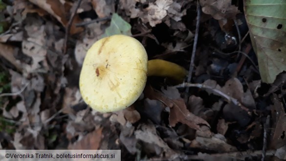 Tricholoma sulphureum