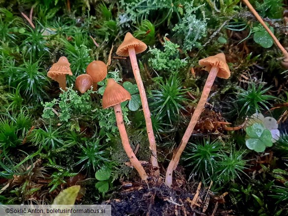 Cortinarius acutus