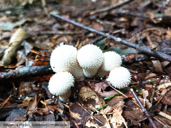 Lycoperdon perlatum