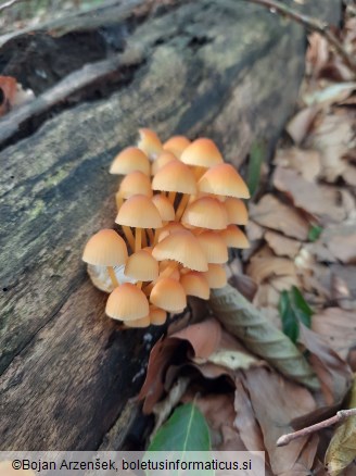 Mycena renati