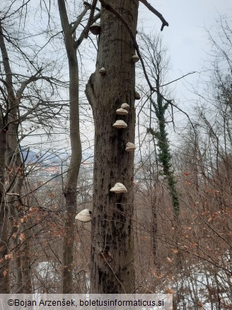 Fomes fomentarius